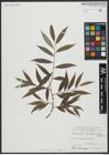 Foto von Salix alba subsp. vitellina (L.) Arcang.